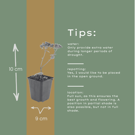 Livraison plante Sedum matrona
