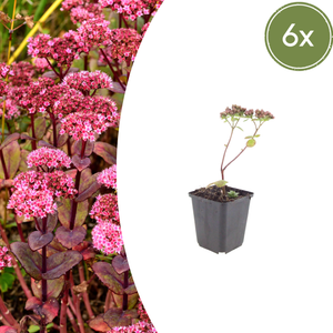 Livraison plante Sedum matrona
