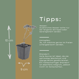 Livraison plante Sedum matrona