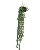Livraison plante Senecio boule - plante artificielle tombante