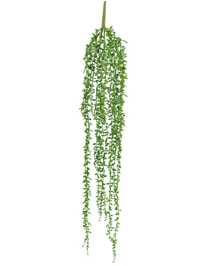 Livraison plante Senecio - Feuillage artificiel à suspendre