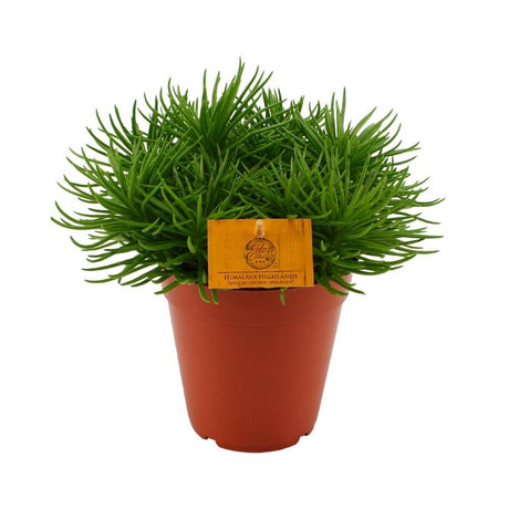 Livraison plante Senecio Himalaya h25cm - plante grasse d'intérieur