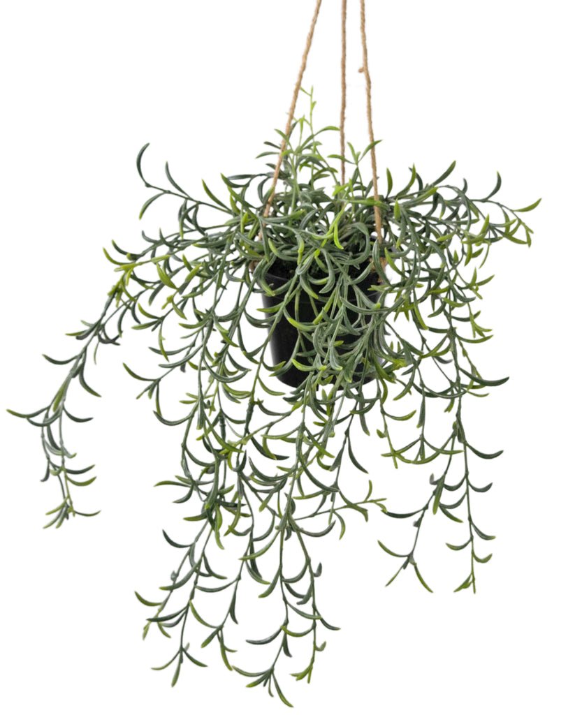 Livraison plante Senecio peregrinus - plante artificielle tombante
