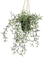 Livraison plante Senecio peregrinus - plante artificielle tombante