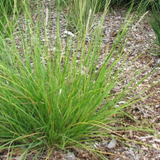Livraison plante Sesleria autumnalis