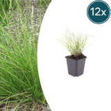Livraison plante Sesleria autumnalis