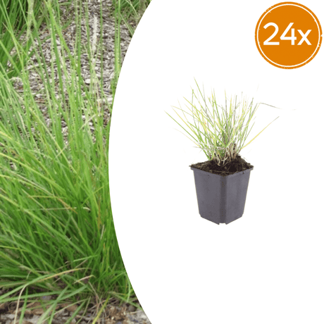 Livraison plante Sesleria autumnalis