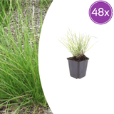 Livraison plante Sesleria autumnalis
