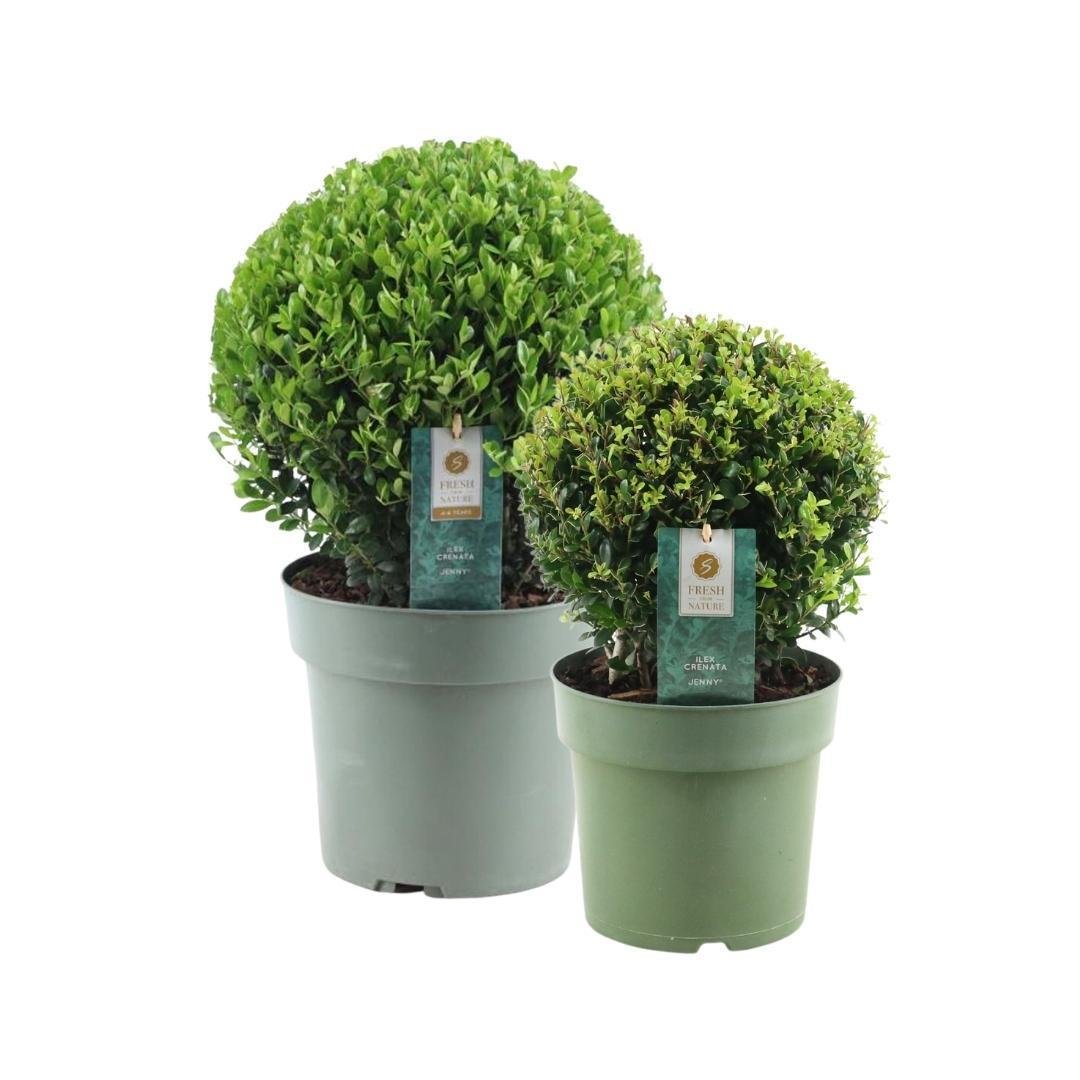 Livraison plante Set de 2 boules Ilex crenata 'Jenny'