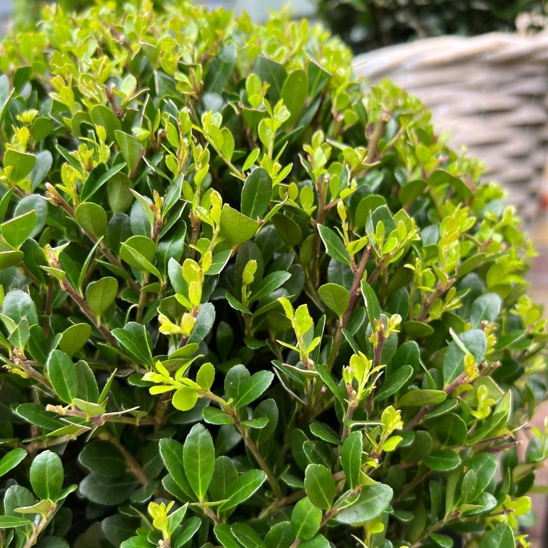 Livraison plante Set de 2 boules Ilex crenata 'Jenny'