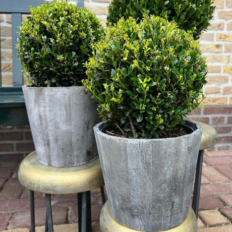 Livraison plante Set de 2 boules Ilex crenata 'Jenny'