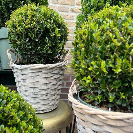 Livraison plante Set de 2 boules Ilex crenata 'Jenny'