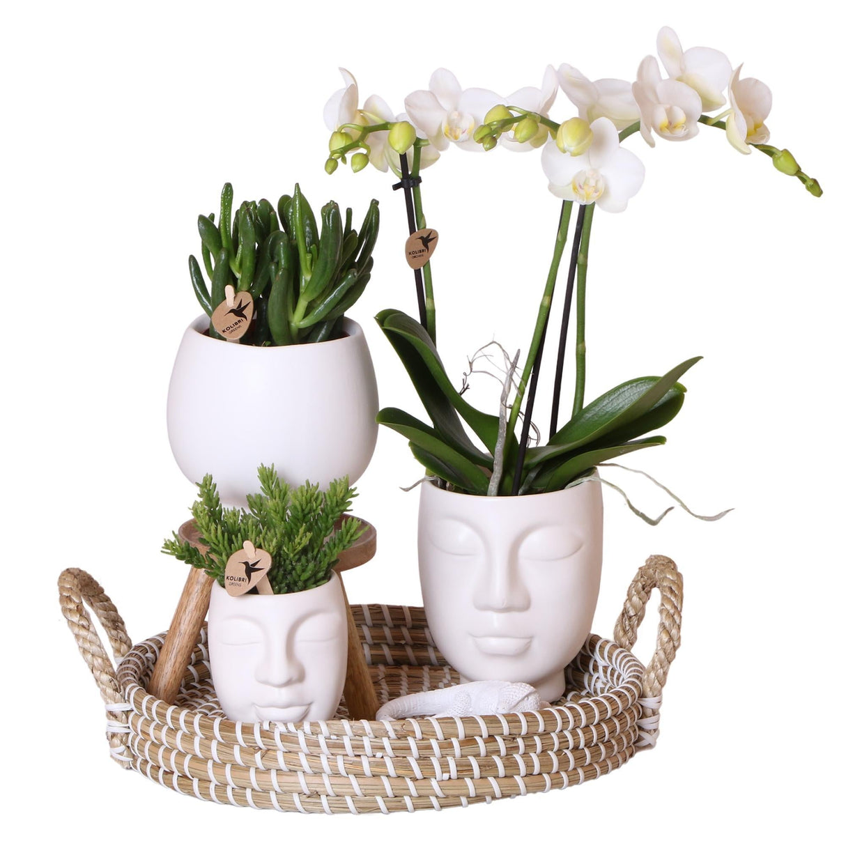 Livraison plante Set de Plantes Face - 2 - Face avec Phalaenopsis Orchidée Blanche