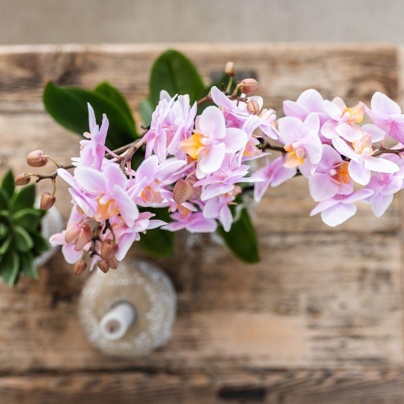 Livraison plante Set d'Orchidées Phalaenopsis Roses en Pots Roses sur Plateau Blanc