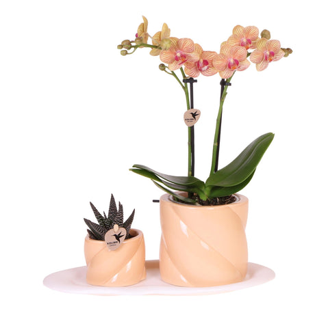 Livraison plante Set Optimism Peach: Orchidée et Plante Verte sur Plateau Blanc