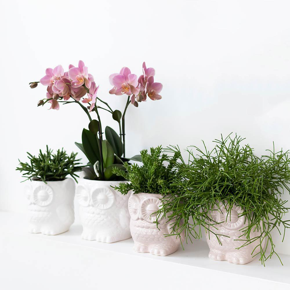 Livraison plante Set Orchidée Phalaenopsis blanche et plante succulente avec pots