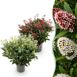Livraison plante Skimmia japonica Duo – Lot de 2 – Pot 19 cm – Hauteur 60 cm
