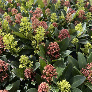 Livraison plante Skimmia japonica Duo – Lot de 2 – Pot 19 cm – Hauteur 60 cm