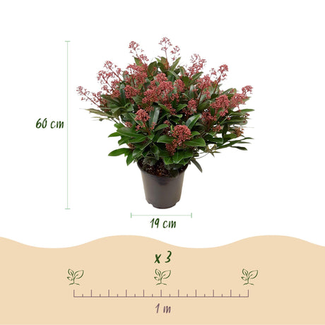 Livraison plante Skimmia japonica Duo – Lot de 2 – Pot 19 cm – Hauteur 60 cm