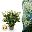 Livraison plante Skimmia japonica Finchy en pot x2