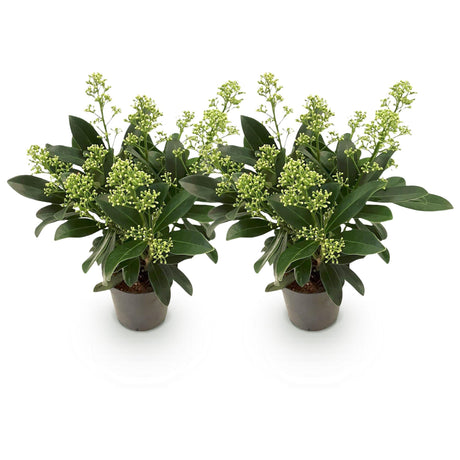 Livraison plante Skimmia japonica Finchy – Lot de 2 – Pot 10,5 cm