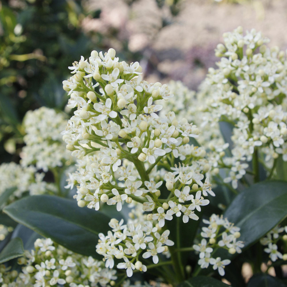 Livraison plante Skimmia japonica Finchy – Lot de 3 – Pot 10,5 cm