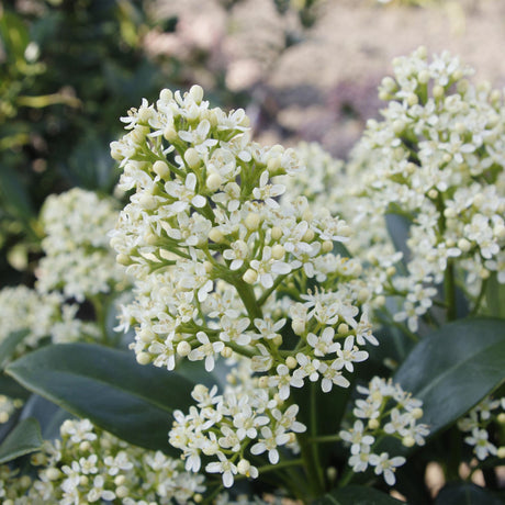 Livraison plante Skimmia japonica Finchy – Lot de 3 – Pot 10,5 cm