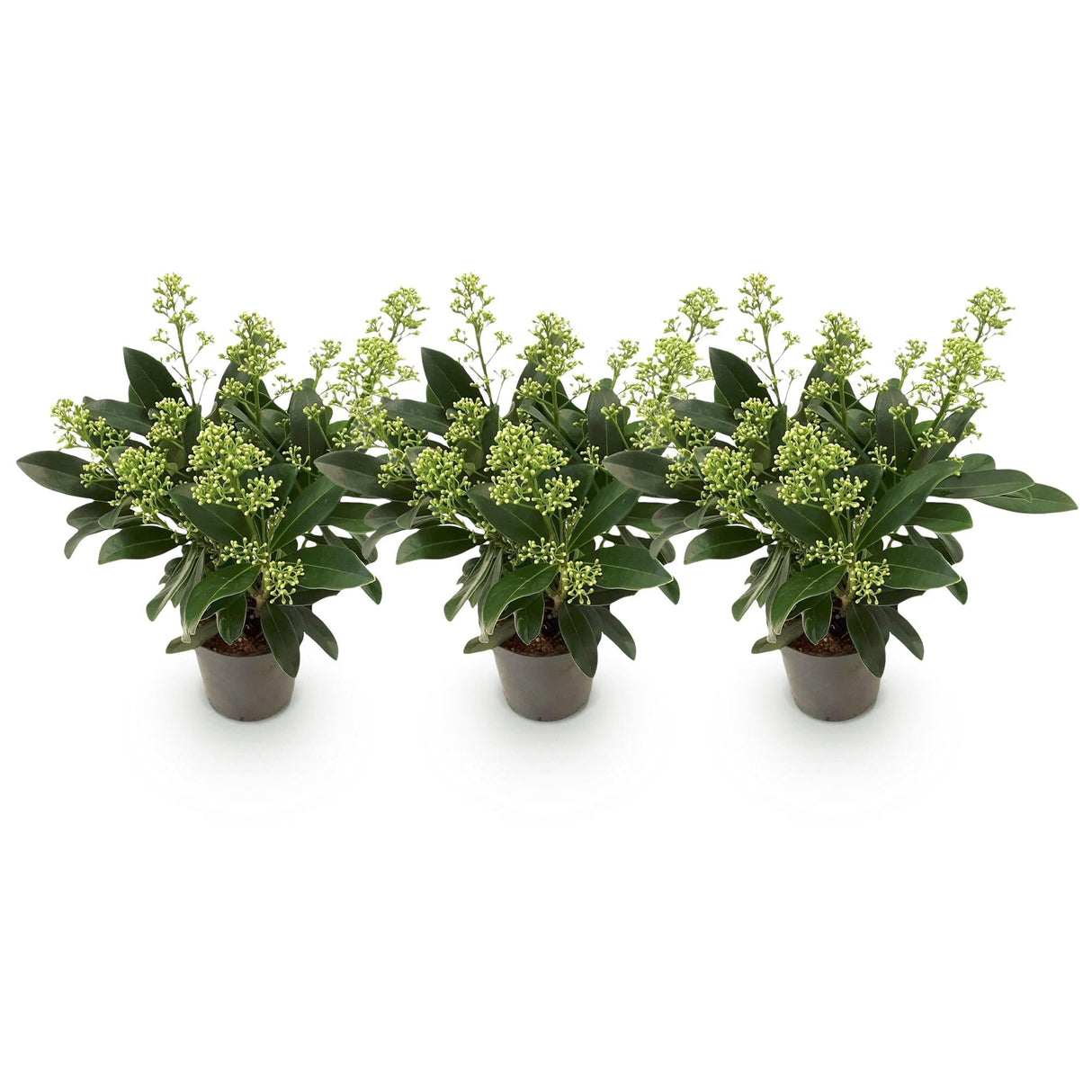Livraison plante Skimmia japonica Finchy – Lot de 3 – Pot 10,5 cm