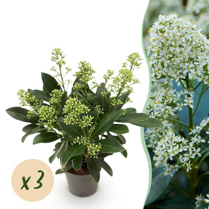 Livraison plante Skimmia japonica Finchy – Lot de 3 – Pot 10,5 cm