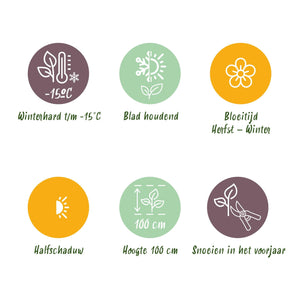 Livraison plante Skimmia japonica Finchy – Lot de 3 – Pot 10,5 cm