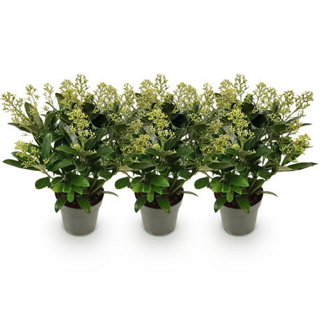 Livraison plante Skimmia japonica Finchy – Lot de 3 – Pot 15cm – Hauteur30cm