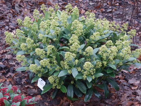 Livraison plante Skimmia japonica Finchy – Pot 19 cm – Hauteur 60 cm