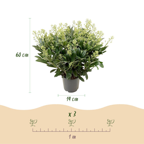 Livraison plante Skimmia japonica Finchy – Pot 19 cm – Hauteur 60 cm