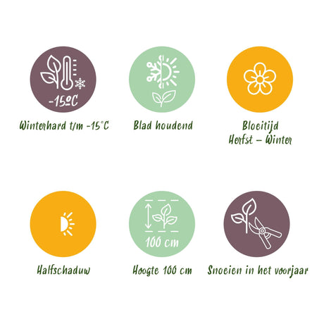 Livraison plante Skimmia japonica Finchy – Pot 19 cm – Hauteur 60 cm