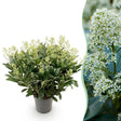 Livraison plante Skimmia japonica Finchy – Pot 19 cm – Hauteur 60 cm
