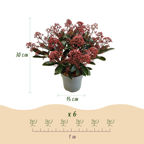 Livraison plante Skimmia japonica Rubella & Finchy – Lot de 2 – Pot 15 cm