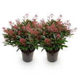 Livraison plante Skimmia japonica Rubella – Lot de 2 – Hauteur 60 cm