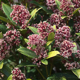 Livraison plante Skimmia japonica Rubella – Lot de 2 – Hauteur 60 cm