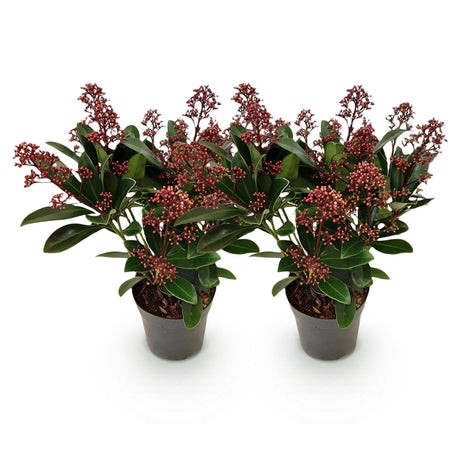 Livraison plante Skimmia japonica Rubella – Lot de 2 – Pot 10,5 cm