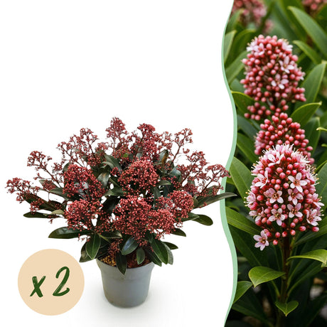 Livraison plante Skimmia japonica Rubella – Lot de 2 – Pot 15 cm