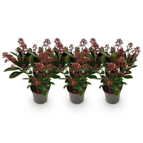 Livraison plante Skimmia japonica Rubella – Lot de 3 – Pot 10 cm