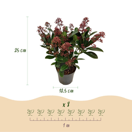 Livraison plante Skimmia japonica Rubella – Lot de 3 – Pot 10 cm