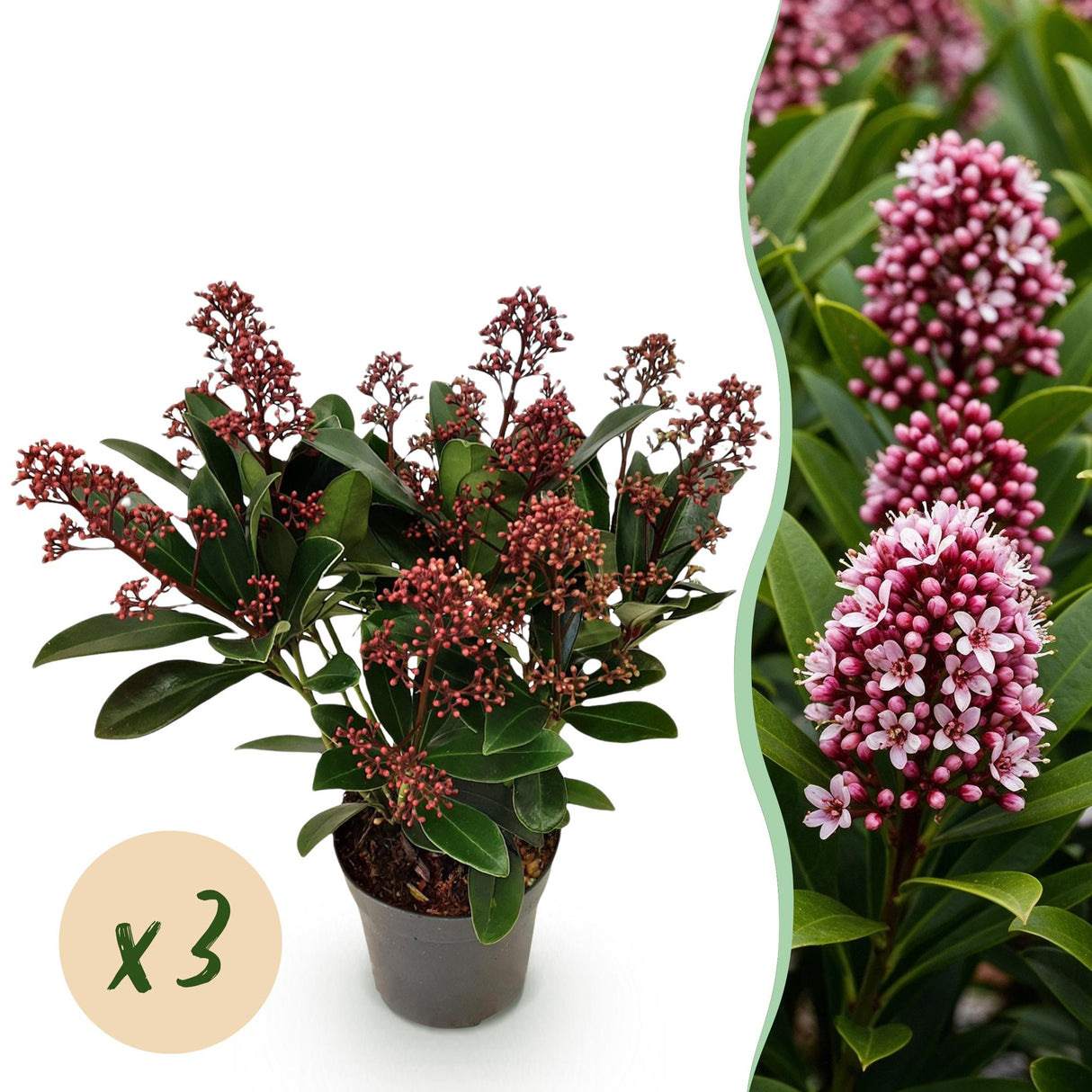 Livraison plante Skimmia japonica Rubella – Lot de 3 – Pot 10 cm