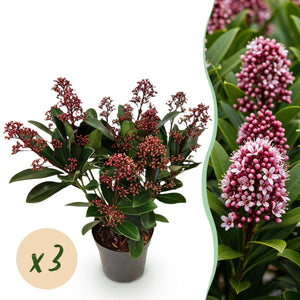 Livraison plante Skimmia japonica Rubella – Lot de 3 – Pot 10 cm