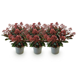 Livraison plante Skimmia japonica Rubella – Lot de 3 – Pot 15 cm