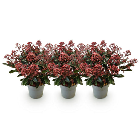 Livraison plante Skimmia japonica Rubella – Lot de 3 – Pot 15 cm