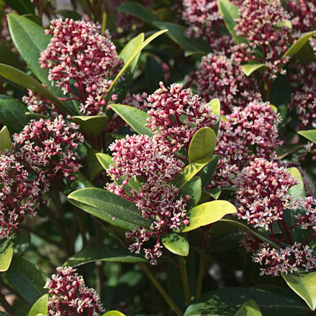 Livraison plante Skimmia japonica Rubella – Lot de 3 – Pot 15 cm