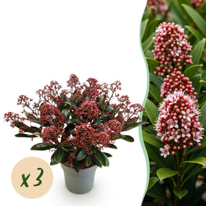 Livraison plante Skimmia japonica Rubella – Lot de 3 – Pot 15 cm