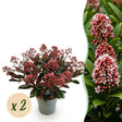 Livraison plante Skimmia japonica Rubella x2