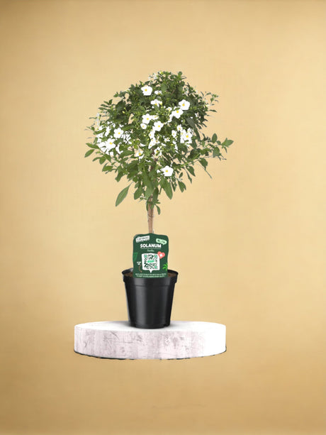 Livraison plante Solanum blanc